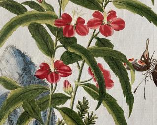 Illustration fonds ancien papillon et fleurs roses