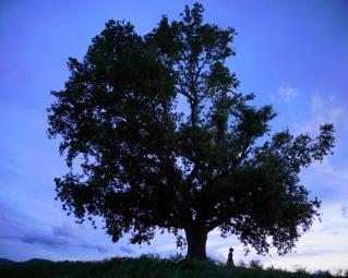 arbre Emilien Colleu