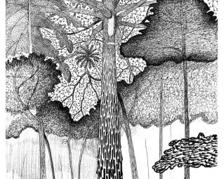 le temps des arbres - Francis Hallé