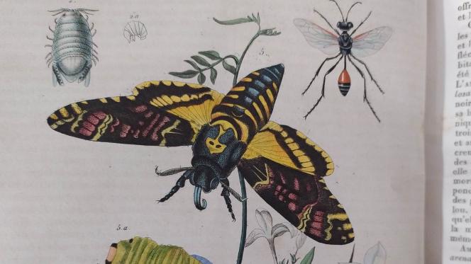Insecte