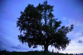 arbre Emilien colleu